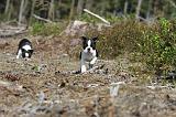 BOSTON TERRIER 094